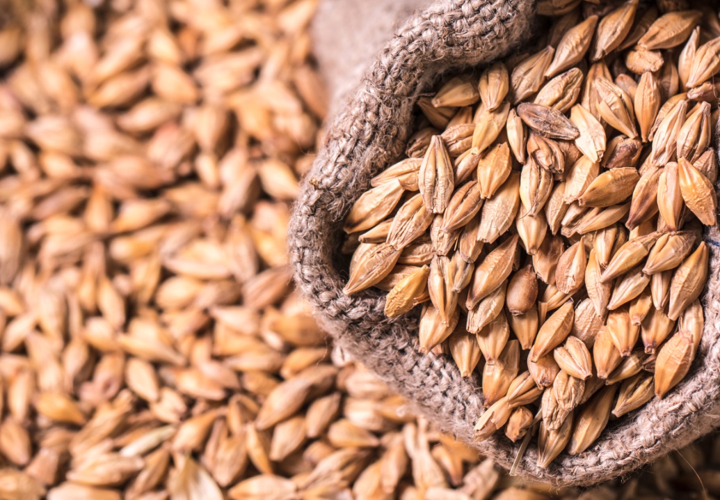 Barley