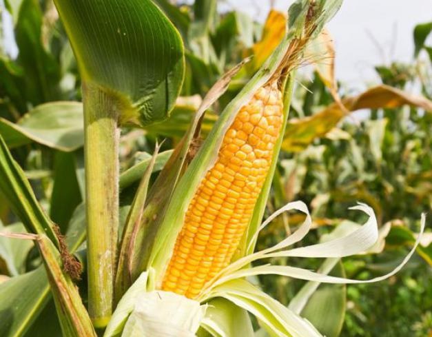 Corn