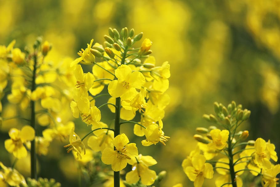 Rapeseeds
