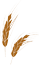 Barley