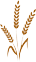 Wheat