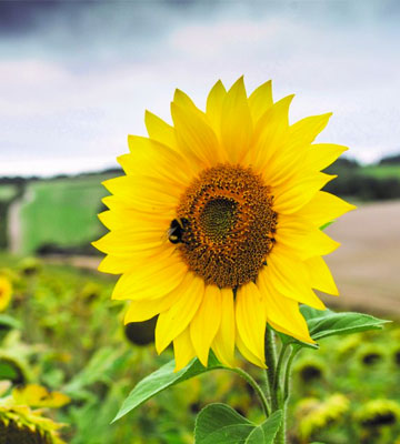 Sunflower seeds